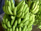 Produtores de banana estão em alerta contra fungo que mata plantações