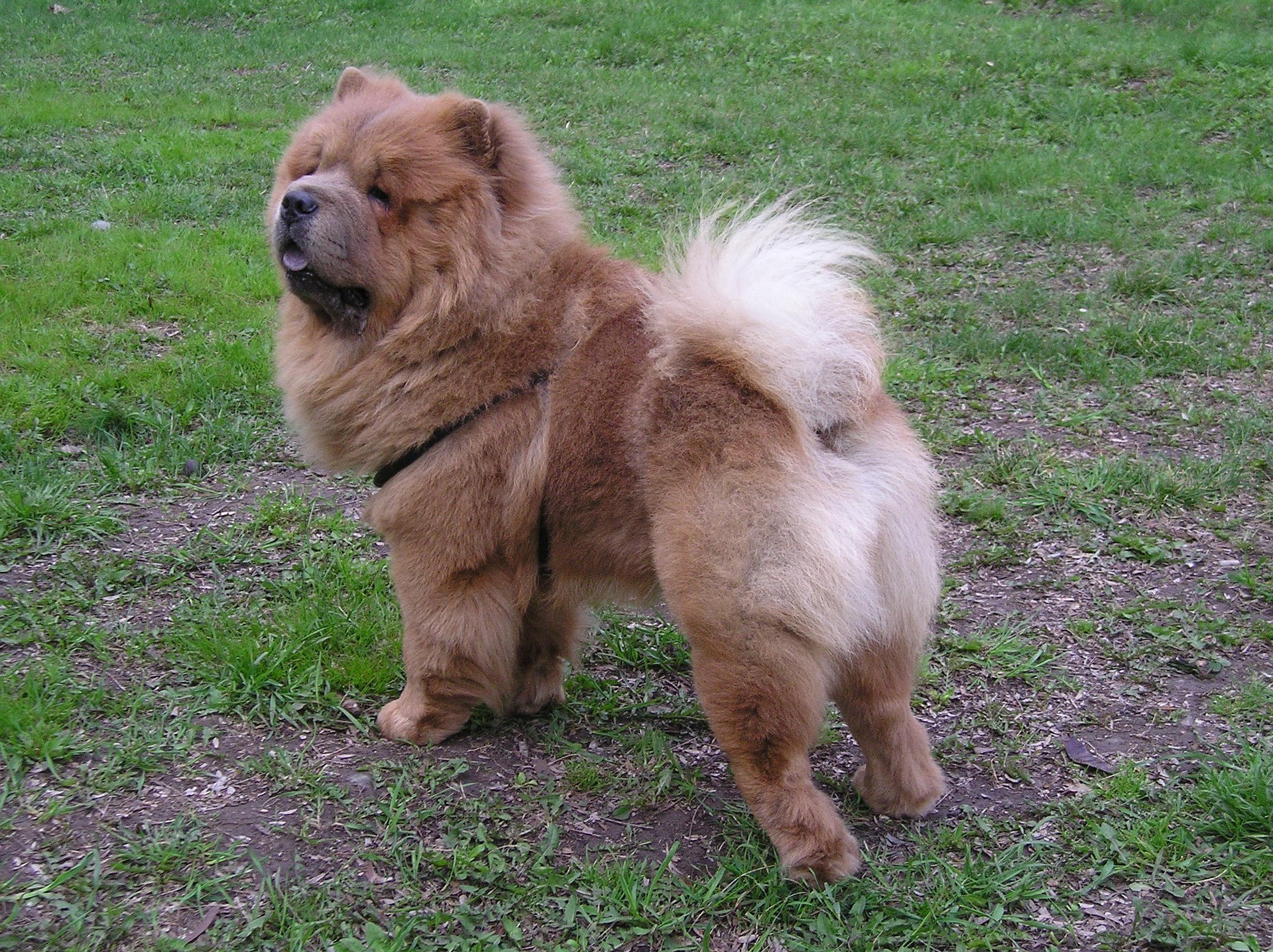 Chow Chow: um dos cães de guarda (Foto: Pixabay)