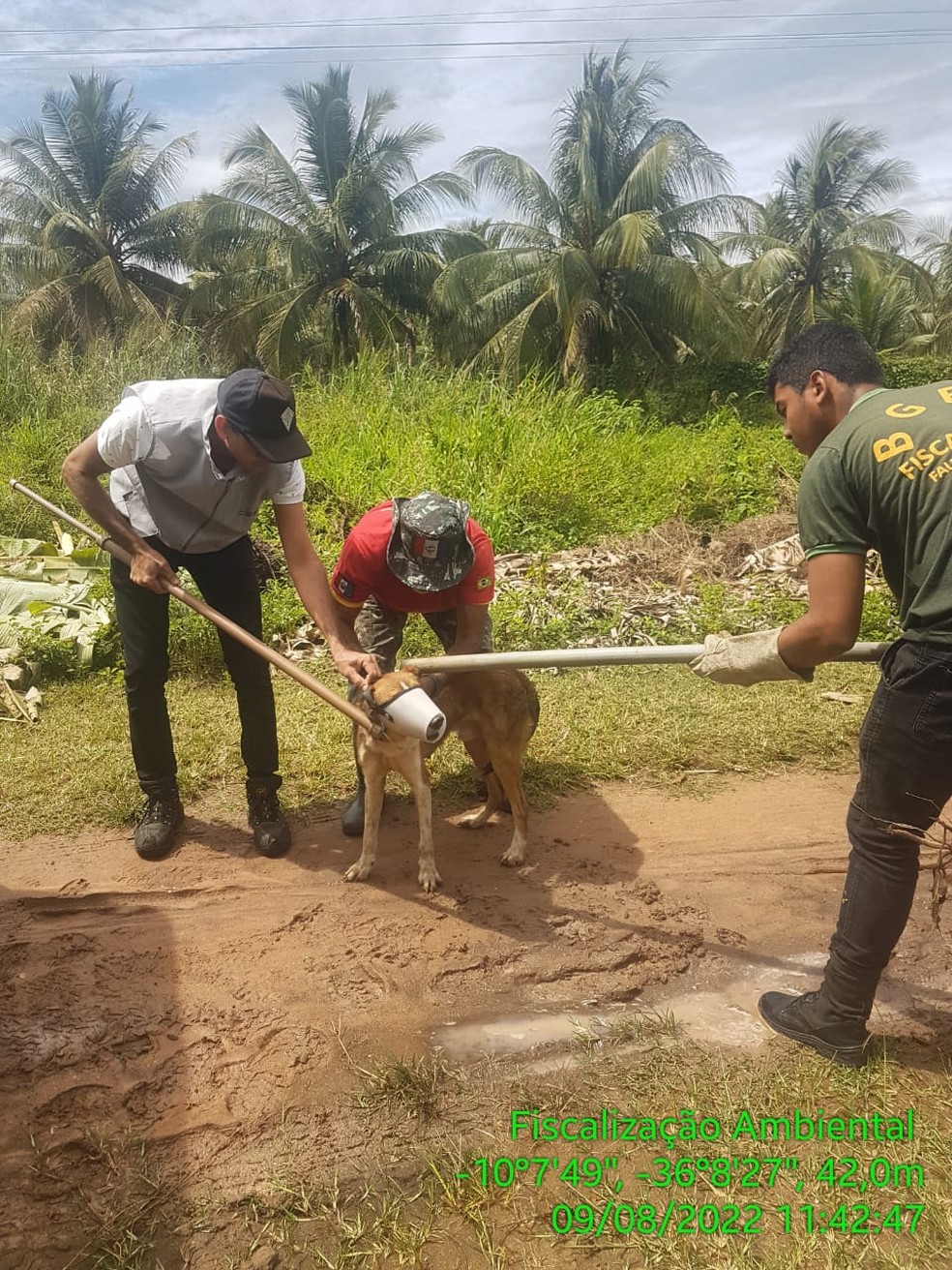Focinheira foi colocada como precaução, mas retirada logo em seguida porque o animal é dócil — Foto: Marco Lima/ ONG Inan