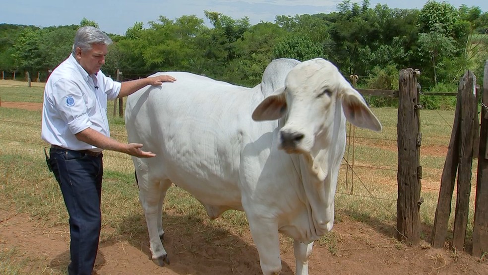 Raça desenvolvida no Brasil é dócil e boa produtora de carne — Foto: TV TEM/Reprodução
