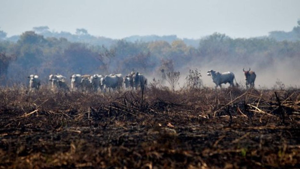 Diante do avanço do fogo, criações de gado são prejudicadas no Pantanal — Foto: André Zumak - IHP via BBC