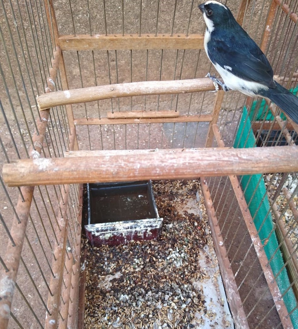 Polícia Ambiental entendeu que os pássaros eram mantidos em situação de maus-tratos — Foto: Polícia Ambiental/Divulgação