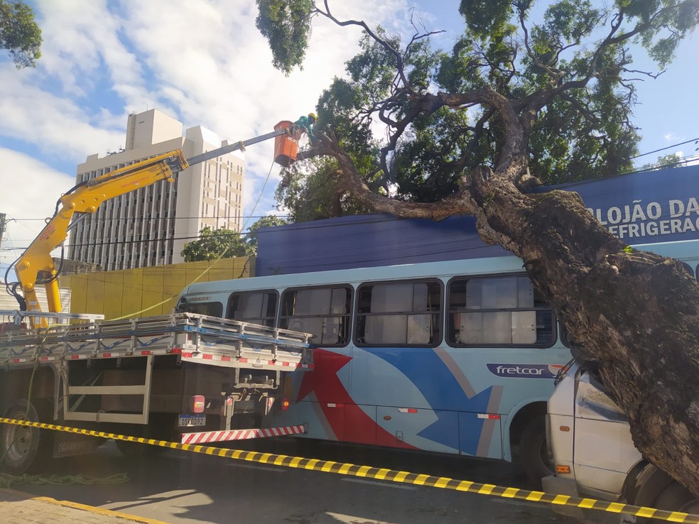 Bombeiros trabalham para remover árvore que caiu em avenida de Fortaleza. — Foto: Brenda Albuquerque/ SVM