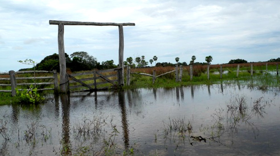 Chuva na planície provocou uma cheia antecipada este ano no Pantanal de MS, segundo pesquisador da Embrapa Pantanal (Foto: Raquel Brunelli d´Avila/Embrapa Pantanal  )
