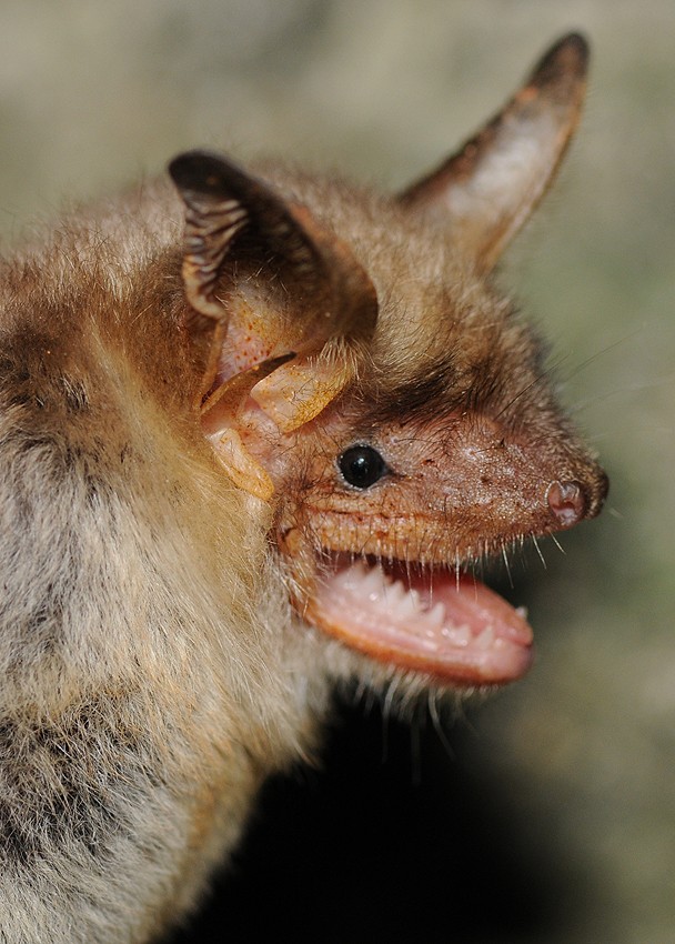 O estudo sugere que os morcegos Myotis myotis são alguns dos únicos animais que se armam do som de outras espécies para se defender (Foto: Flickr/ Ján Svetlík/ CreativeCommons)