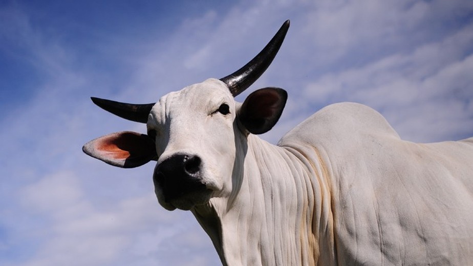 No ano passado, as exportações de carne bovina para Rússia somaram cerca de US$ 165 milhões