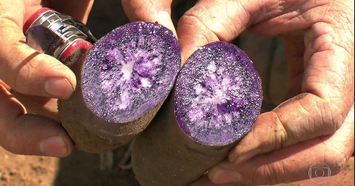Globo Rural - Batatas coloridas encantam produtores e mantêm produtividade