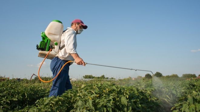 O glifosato é hoje o herbicida mais comum do mundo (Foto: Getty Images via BBC News Brasil)