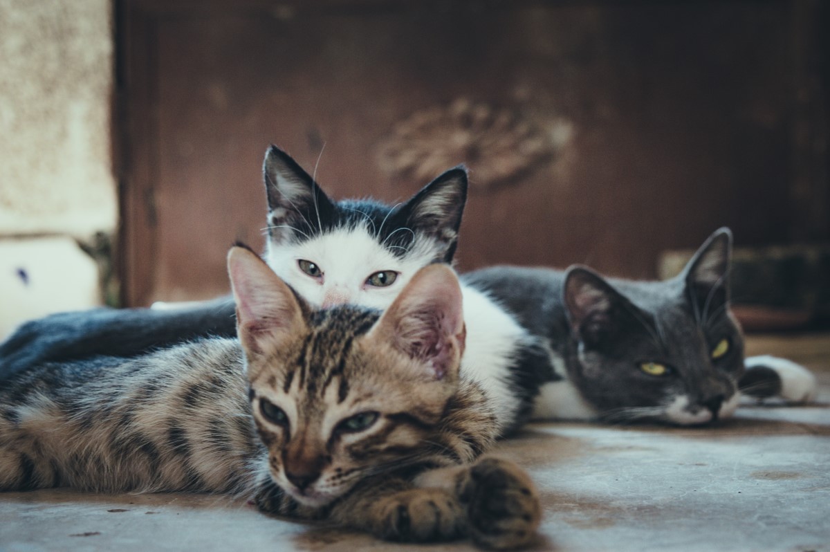 A população de gatos aumentou 6% no último ano, segundo o Censo Pet IPB (Foto: Pexels/ Mustafa ezz/ CreativeCommons)