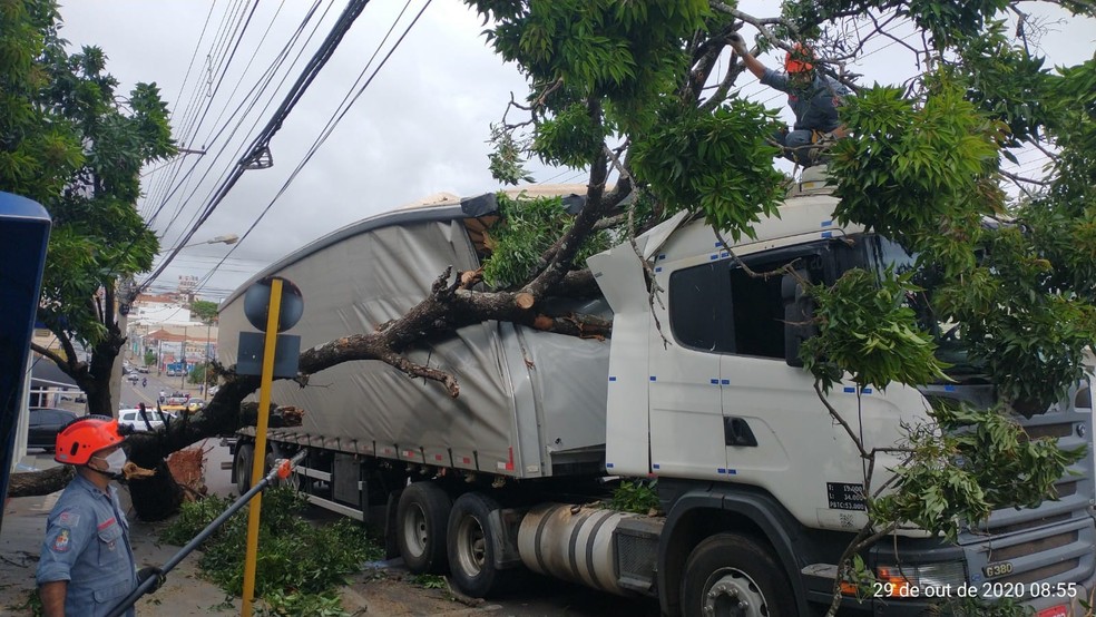 Carreta ficou enroscada em galho de árvore na Avenida Brasil — Foto: Corpo de Bombeiros 