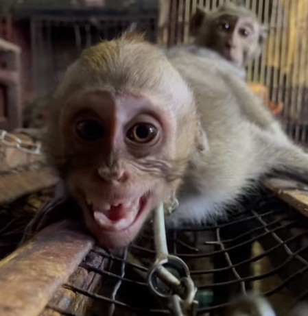 Macacos foram filmados acorrentados em mercado na Indonésia (Foto: Reprodução/Facebook/Jakarta Animal Aid Network)