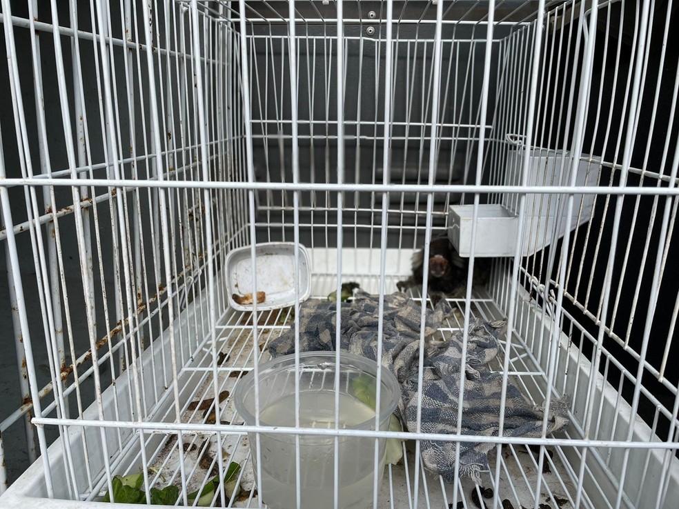 Segundo a esposa do dono da residência em Piracicaba, ela desconhecia a presença do animal — Foto: Núcleo de bem-estar animal de Piracicaba