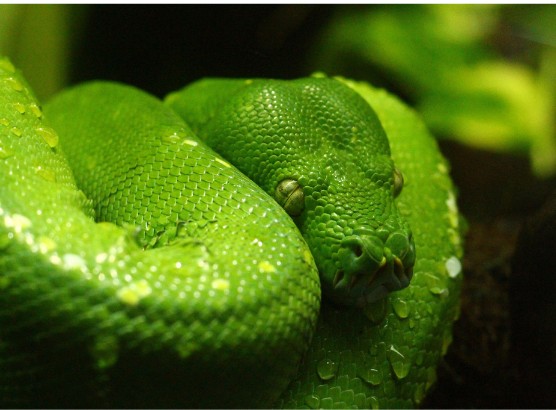 Cores vibrantes de répteis serpente brilhante deslizando à luz do