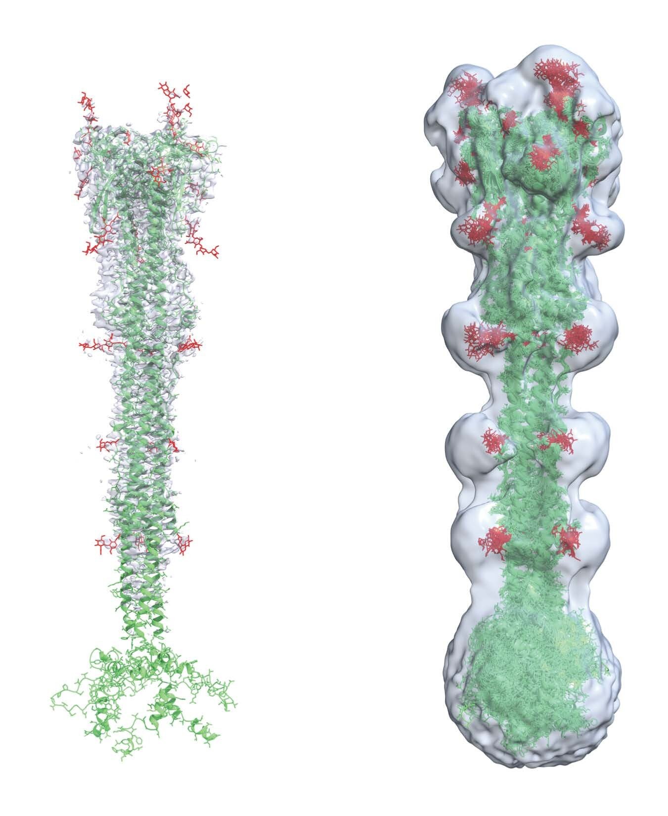 Simulação da proteína spike do coronavírus permite visualizar região de fusão com células hospedeiras (Foto: Los Alamos National Laboratory)