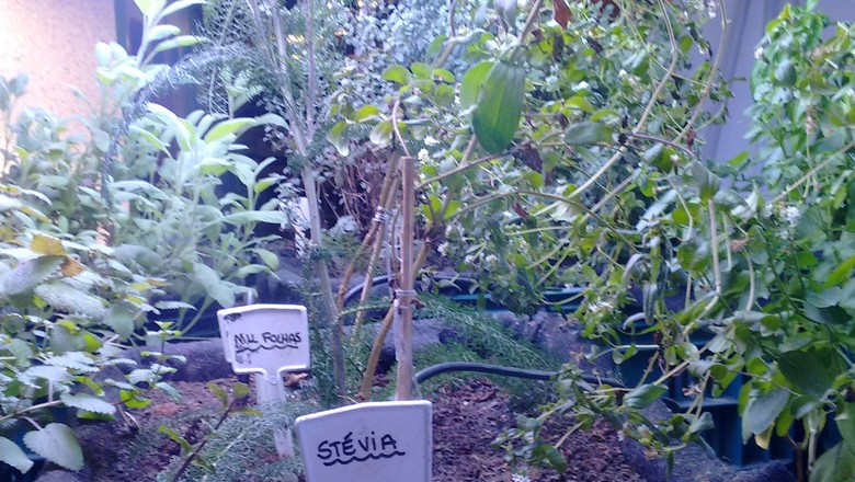 horta-plantação-hortaliças (Foto: Amanda Oliveira )