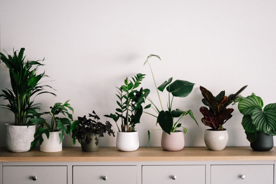 Plantas em ambientes internos podem ajudar a deixar o ar livre de compostos tóxicos