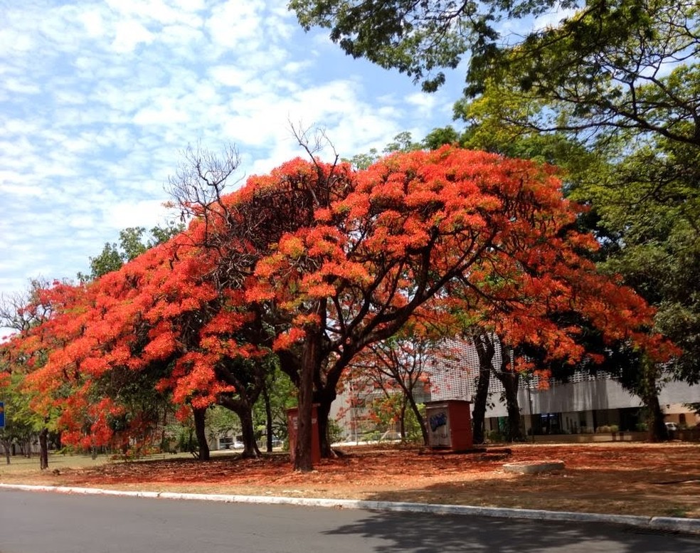 Flamboyant da 405 Sul, em Brasília, registrado pela moradora Nayane  — Foto: Nayane/Arquivo pessoal