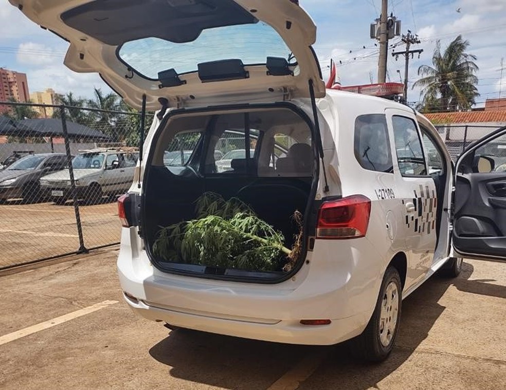 Pé de maconha apreendido pela PM foi encaminhado ao Instituto de Criminalística (IC) e caso será investigado — Foto: Arquivo pessoal