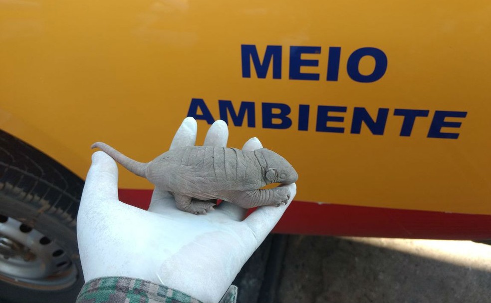 Recém-nascido, filhote de tatu encontrado em bairro de Uberlândia neste sábado (2) ainda não abriu os olhos (Foto: PM de Meio Ambiente/Divulgação)