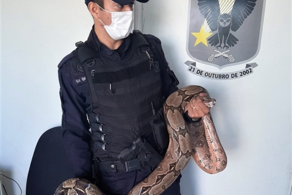 Jiboia de mais de dois metros é encontrada e resgatada em Natal  — Foto: Semdes