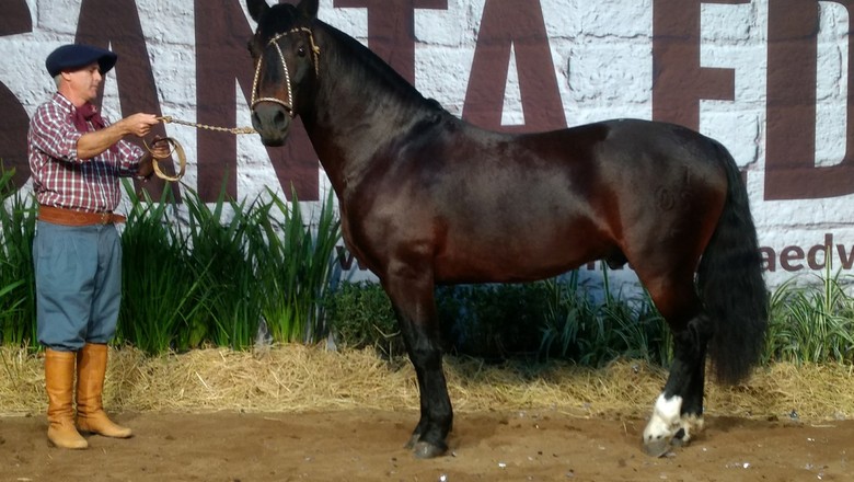 cavalo-valioso (Foto: Divulgação )