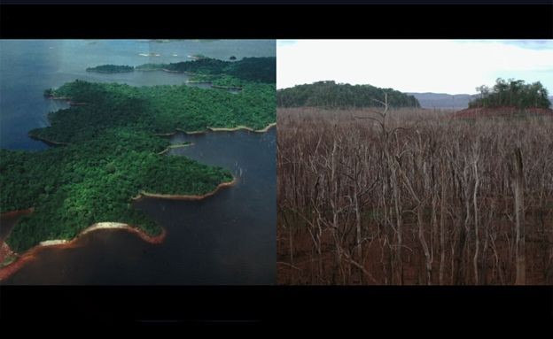 BBC - O que antes era uma bela floresta, alguns anos depois era pura devastação... (Foto: PASSION PICTURES via BBC)