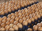 Recorde na produção e queda no consumo derrubam o preço do ovo