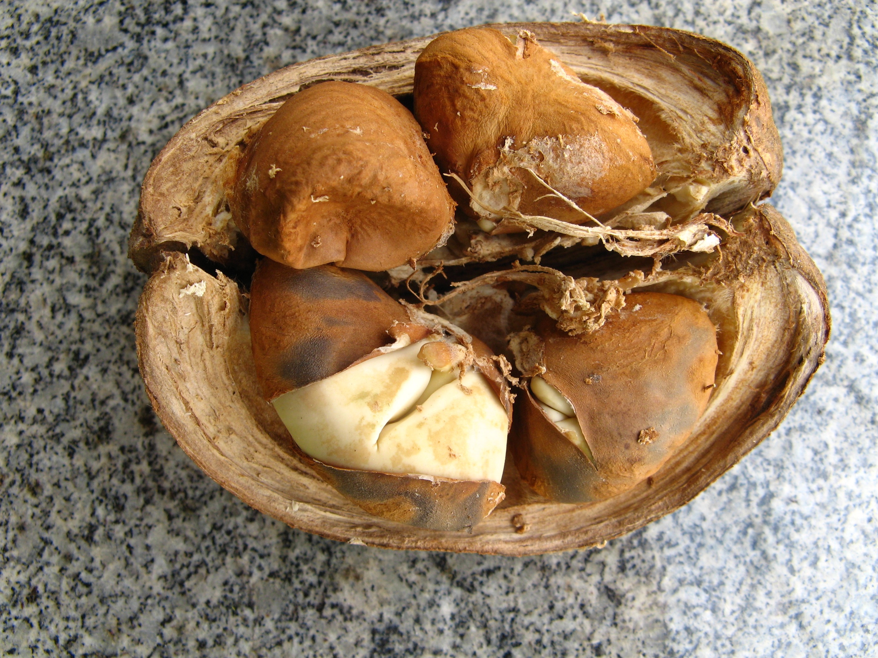 monguba castanha (Foto: Wikipedia)