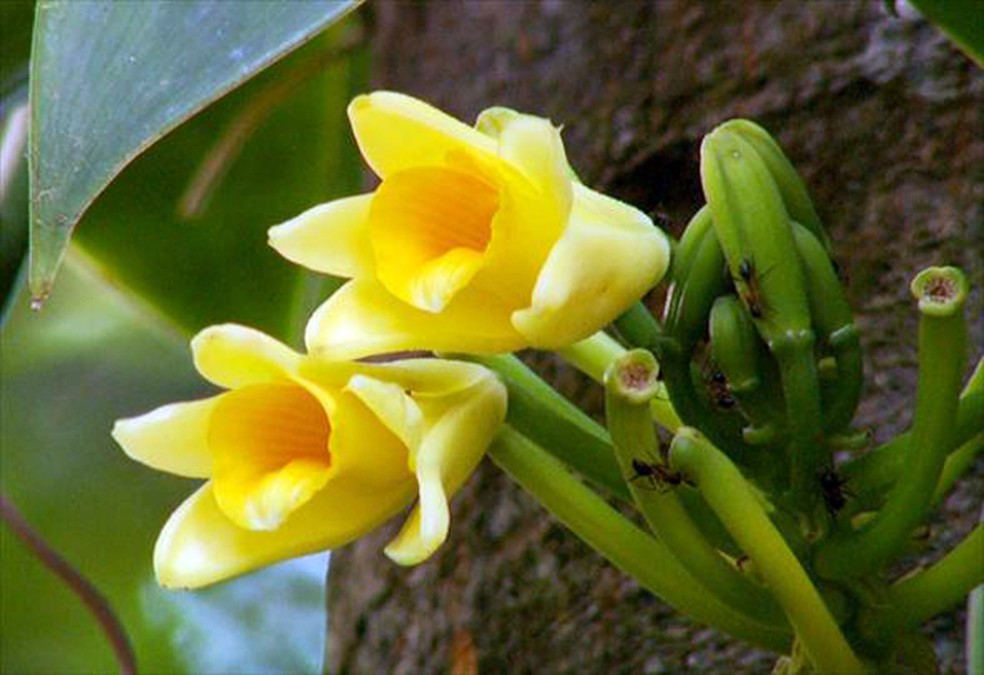 Baunilha utilizada em receitas é extraída de orquídea | Terra da Gente | G1