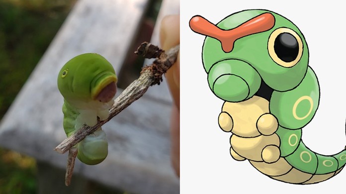 Guga Chacra Viraliza Ao Encontrar Inseto Pokemon E Biologos Desvendam Identidade Da Especie Terra Da Gente G1