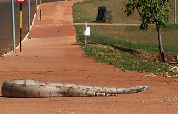 Jiboia rasteja em pista de caminhada de parque em Jataí, Goiás (Foto: Reprodução/ TV Anhanguera)