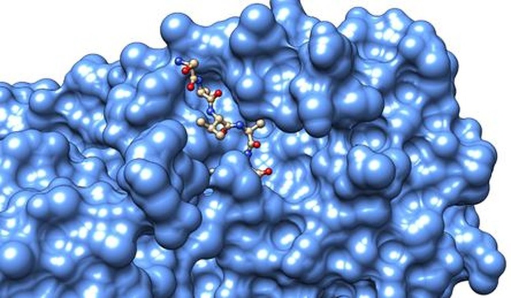 Modelo final da protease MPro do vírus SARS-CoV-2 ligada a um peptídeo — Foto: CNPEM/Divulgação