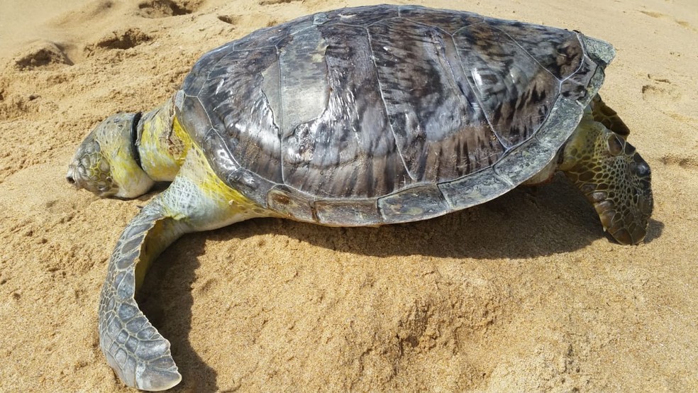 Tartaruga marinha foi encontrada morta, com pescoÃ§o cortado por lacre, em praia do sul da Bahia â?? Foto: Monica PanachÃ£o/Projeto A-mar