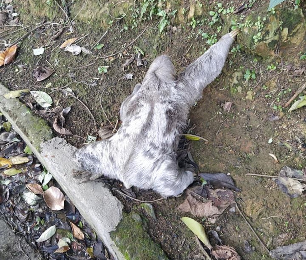 Animal foi deixado no acostamento da pista, em uma &aacute;rea de mata &mdash; Foto: Reprodu&ccedil;&atilde;o/Redes sociais