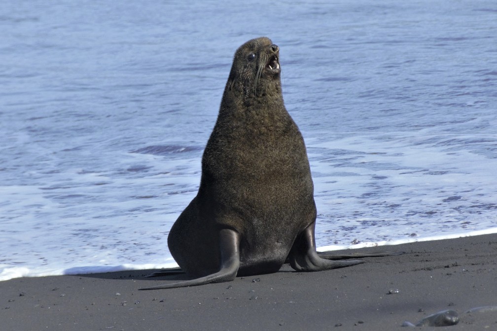 Lobo-marinho na ilha de Bogoslof, no Alaska — Foto:  AP