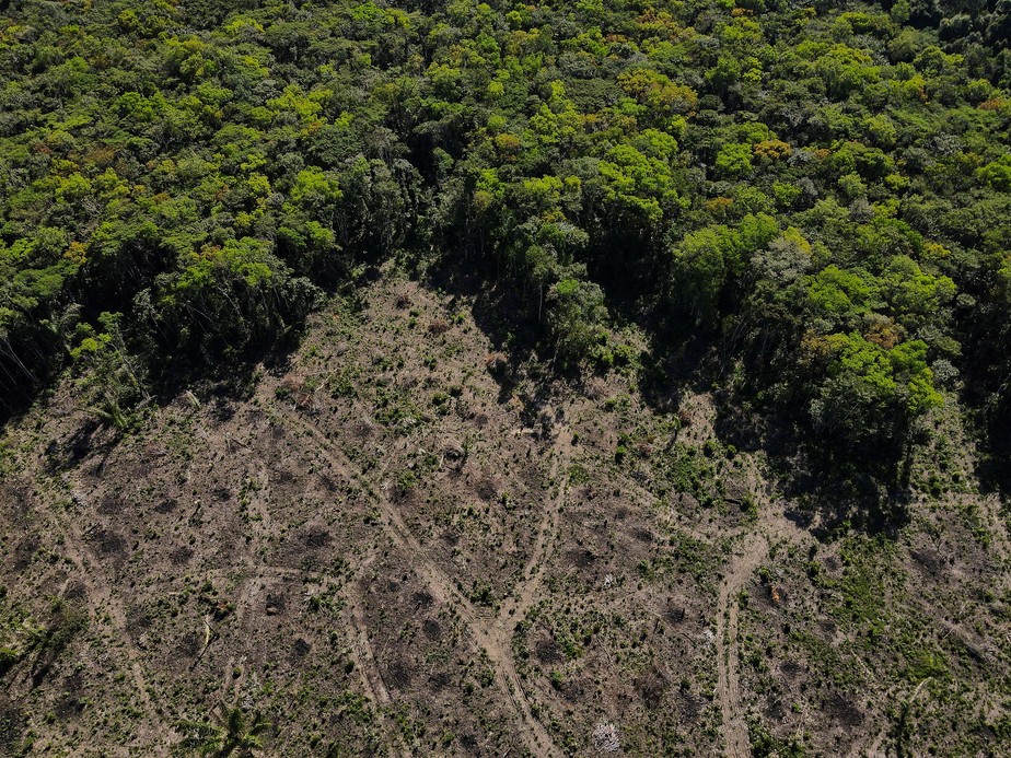 Floresta em pé é ativo da bioeconomia, além de manter o equilíbrio do clima e viabilizar a captação do crédito de carbono
