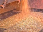Queda no preço do milho favorece a produção de etanol a partir do grão