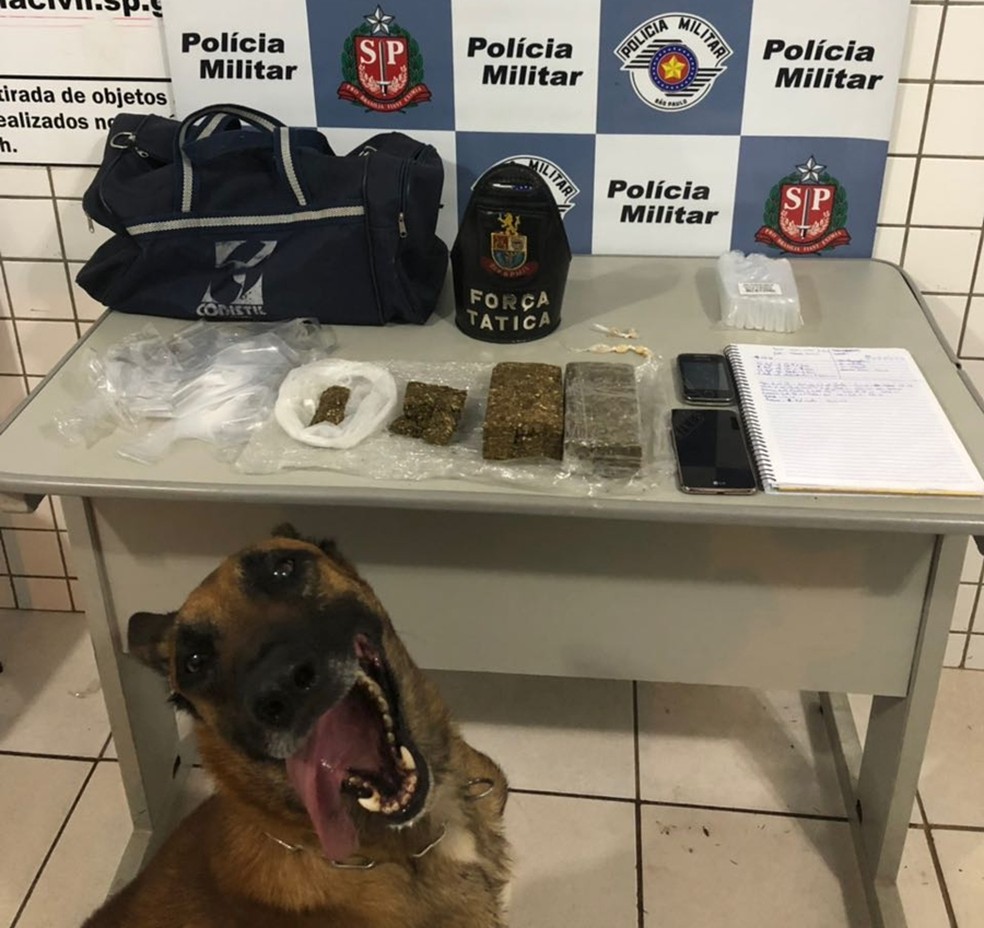 Cão ajudou na apreensão de tijolos de maconha e pedras de crack em Tatuí (Foto: Divulgação/Polícia Militar)