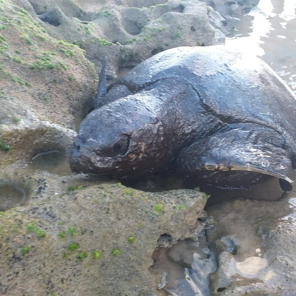 Tartaruga com óleo encontrada no Pontal de Coruripe, AL — Foto: Felipe Santos/Projeto Praia Limpa