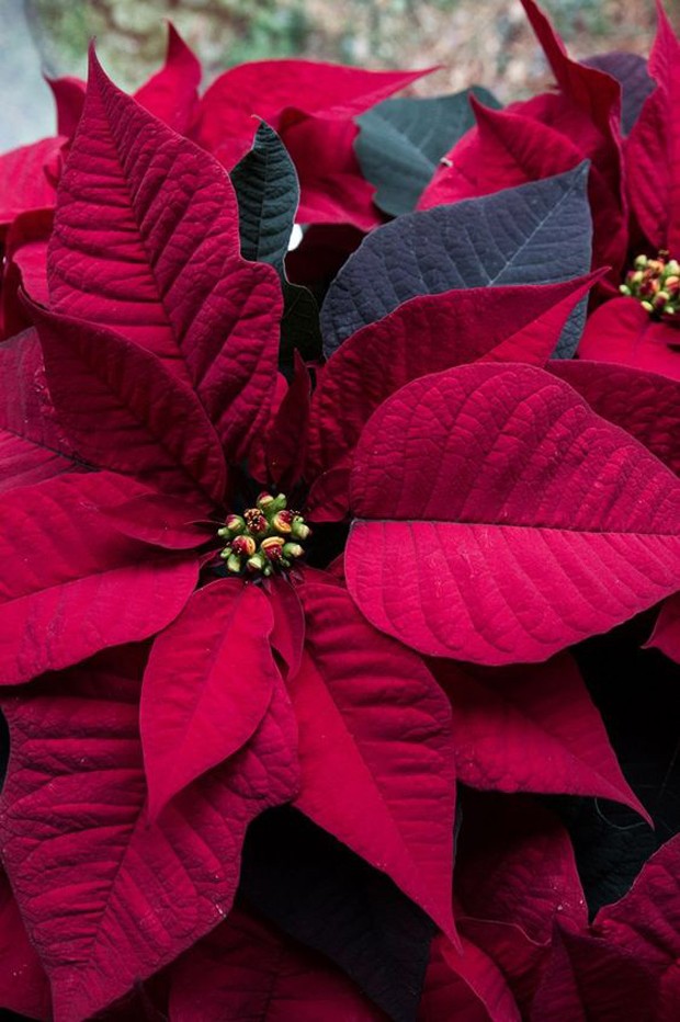 Flor do Natal: tudo sobre a planta também conhecida como bico-de-papagaio -  Casa Vogue | Paisagismo