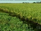 Soja conquista espaço do arroz na Campanha Gaúcha
