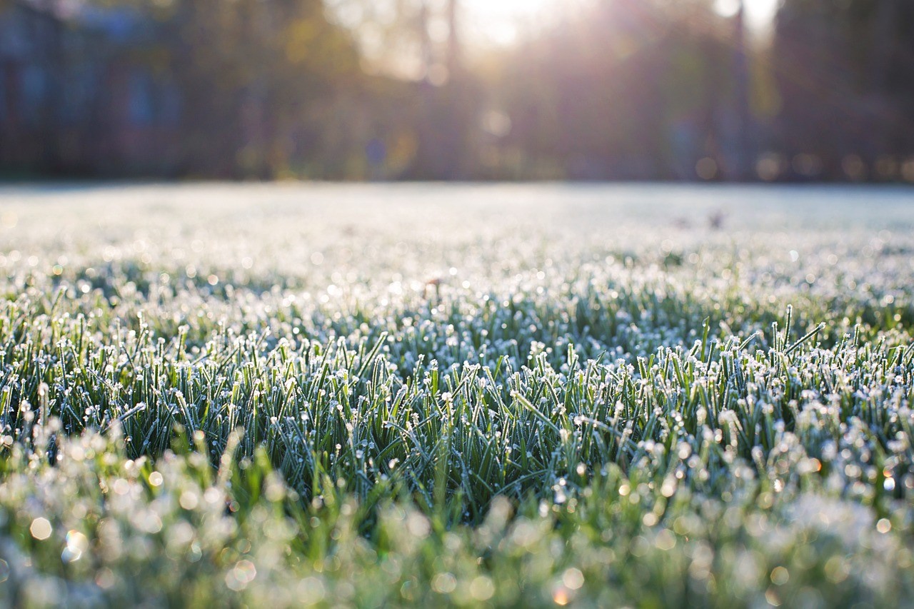O gramado deve ser composto pela espécie mais resistente e tolerante ao clima da região, especialmente em caso de geadas (Foto: Pixabar / Jill Wellington / CreativeCommons)