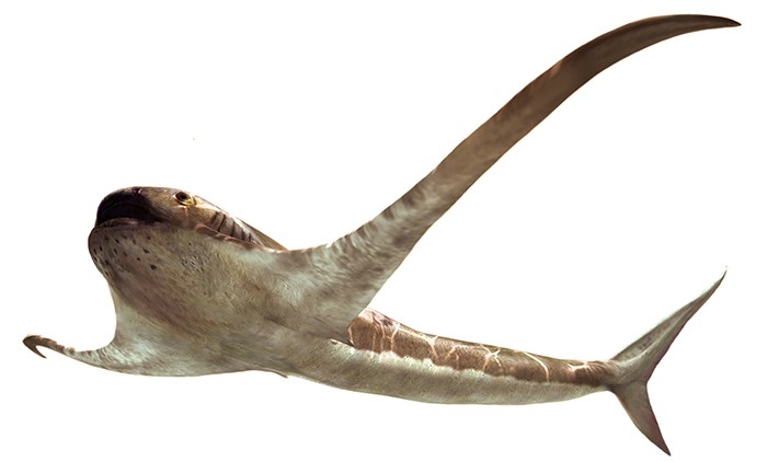 Tubarão-águia viveu durante o período Cretáceo, nas águas do Golfo do México, há 93 milhões de anos (Foto: Divulgação/Centro Nacional de Pesquisa Científica (CNRS)/Oscar Sanisidro)