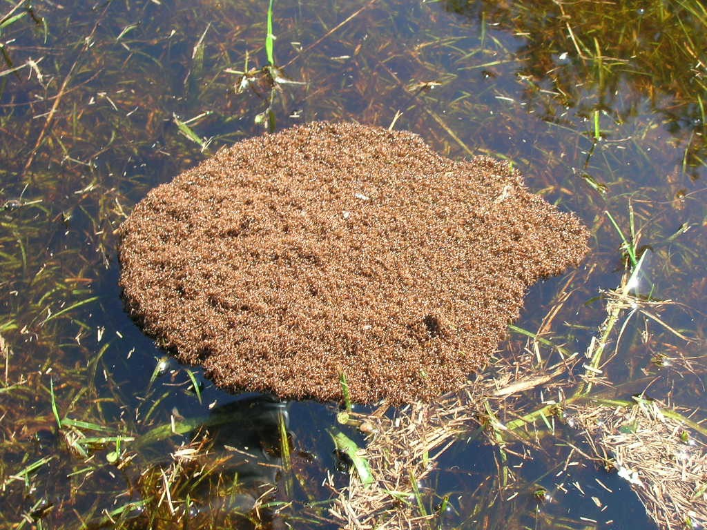 Formigas criam espécie de barco no meio da água (Foto: Wikimedia Commons)