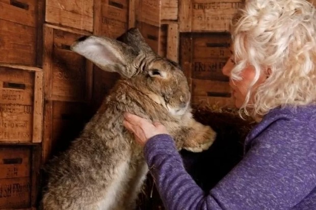 Ela é muito apegada aos animais que cria (Foto: Reprodução/Twitter) Maior coelho do mundo é roubado e dona oferece R$ 7,7 mil de recompensa (Foto: Reprodução/Twitter)