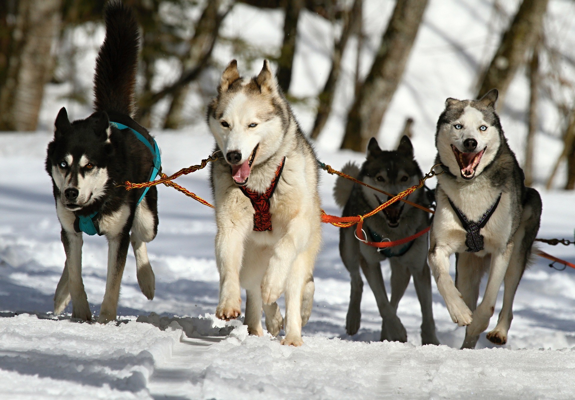 Huskies siberianos são classificados como cães de trenó (Foto: Viola/Pixabay)