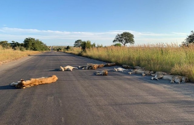 Leões são flagrados na estrada de uma das maiores reservas de animais da África (Foto: Twitter/ Kruger National Park)