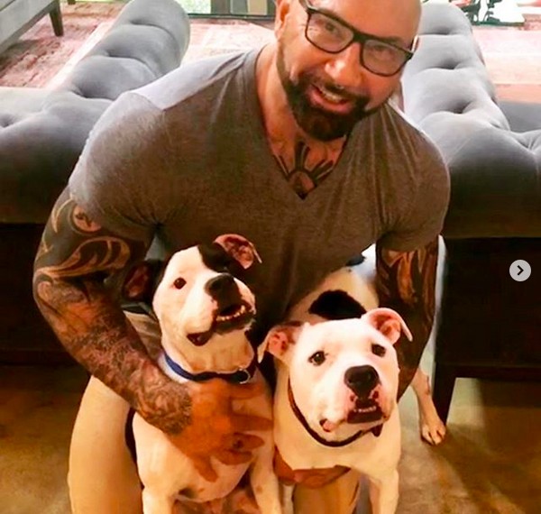 Os dois pitbulls adotados pelo ator Dave Bautista (Foto: Instagram)