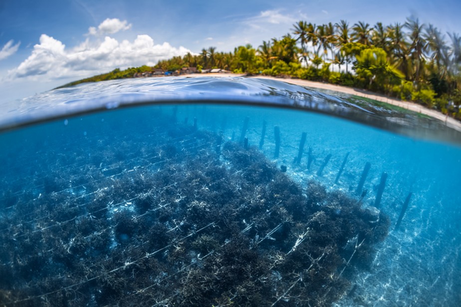 Plantio subaquático de algas marinhas na ilha de Nusa Penida, Bali, Indonésia.