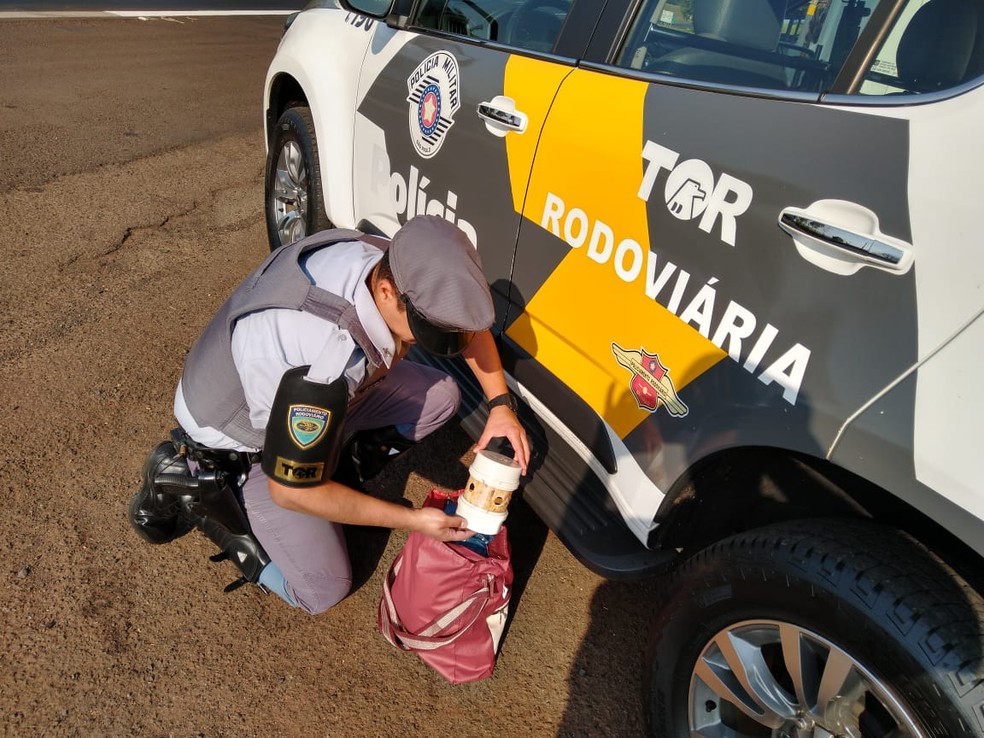 Policiais encontraram na bagagem de mão de um dos passageiros um pedaço de cano PVC com cinco pássaros dentro — Foto: Polícia Rodoviária/Divulgação